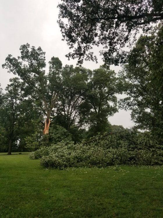 A fallen oak tree lying on the ground.